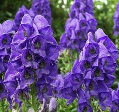 Аконит Кармихеля 'Arendsii'