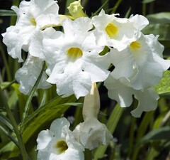 Инкарвиллея делавея 'Snowtop'