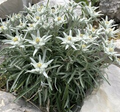 Эдельвейс альпийский 