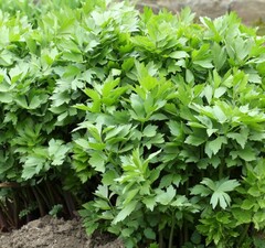 Любисток лекарственный