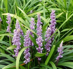Лириопе мускари 'Ingwersen'