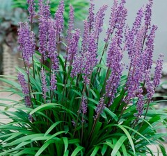 Лириопе мускари 'Moneymaker' 