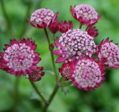 Астранция крупная 'Lars' 