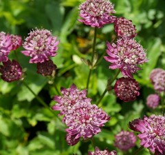 Астранция крупная 'Primadonna' 