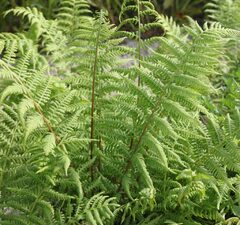 Кочедыжник женский 'Lady in Red' 