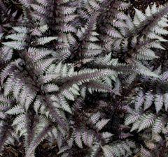 Кочедыжник ниппонский 'Burgundy Lace'