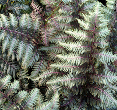 Кочедыжник ниппонский 'Pewter Lace'