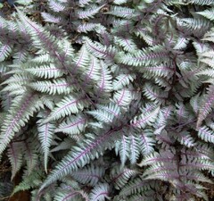 Кочедыжник ниппонский 'Ursula's Red' 