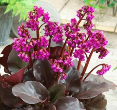 Бадан сердцелистный 'Eroica'