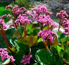 Бадан сердцелистный 'Purpurea' 