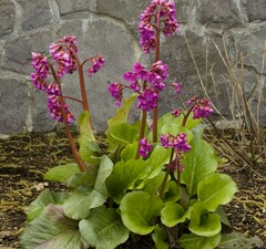 Бадан 'Winterglöd' 