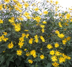 Топинамбур 