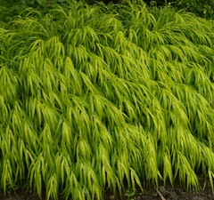 Хаконехлоа большая 'Aureola'