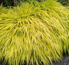 Хаконехлоа большая 'All Gold'