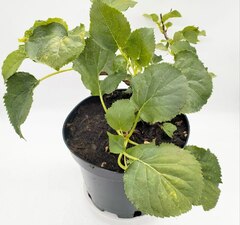 Гортензия черешковая 'Cordifolia' рис.10