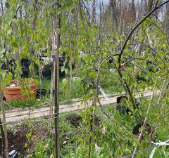 Береза обыкновенная 'Youngii' 