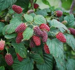 Ежемалина 'Buckingham Teyberry'