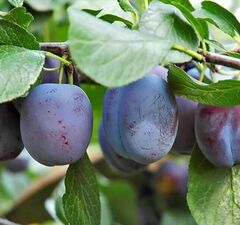 Слива "Этюд"