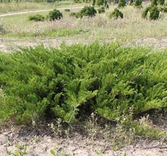 Можжевельник казацкий 'Knap Hill'