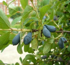 Жимолость съедобная "Снегирь" 