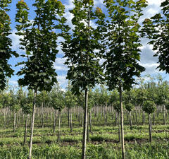 Клен остролистный 'Columnare'