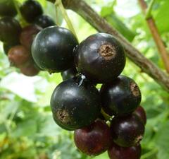 Смородина черная "Гулливер"