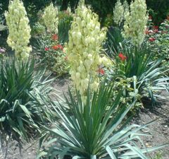 Пальма "Юкка"