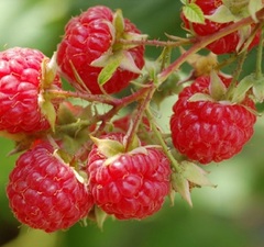 Малина "Солнышко"