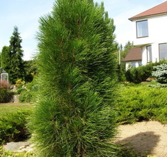 Сосна черная 'Green Tower'