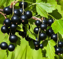 Смородина черная "Памятная"