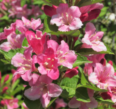 Вейгела цветущая 'Bоuquet Rose'