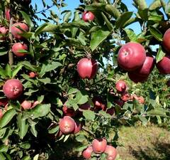 Яблоня "Старкримсон"