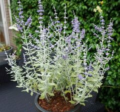 Перовския лебедолистная 'Silvery Blue' 