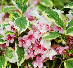Вейгела цветущая 'Variegata'