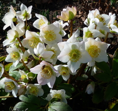 Морозник черный 'Helleborus niger'
