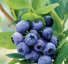 Голубика высокорослая 'Goldtraube'