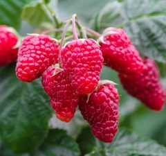 Малина ремонтантная "Патриция"