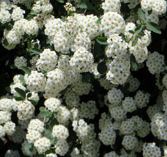 Спирея японская 'Pygmaea Alba'