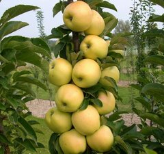 Яблоня колоновидная