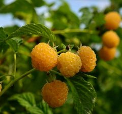 Малина желтая "Беглянка"