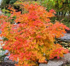 Клен ложнозибольдов