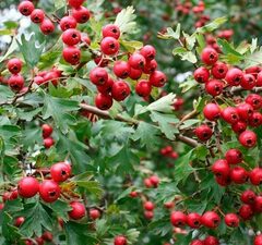 Боярышник однопестичный 'Rubra Plena' рис.0