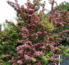 Боярышник однопестичный 'Rubra Plena' рис.2