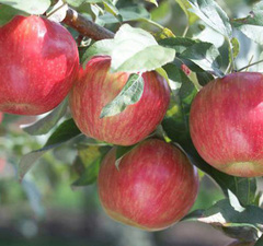 Яблоня "Пепин шафранный"