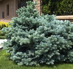 Ель колючая 'Glauca Globosa'