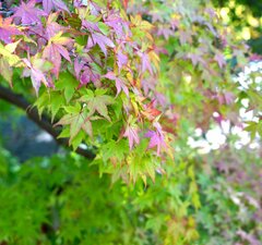 Клен мелколистный 