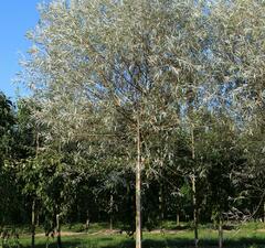 Ива белая "Серебристая"