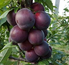 Слива "Генерал"