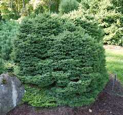 Ель обыкновенная 'Compacta'