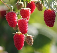 Малина "Брянское чудо"